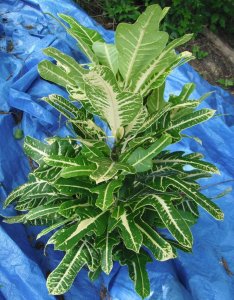 White Ann Rutherford 1.JPG