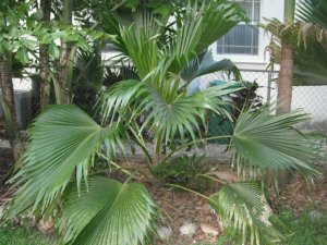 Pritchardia hillebrandii.JPG