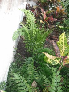 Zamia vazquezii 2.JPG