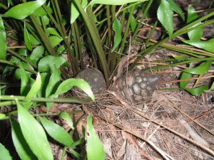 Zamia vazquezii 3.JPG