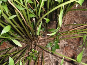 Zamia vazquezii 4.JPG