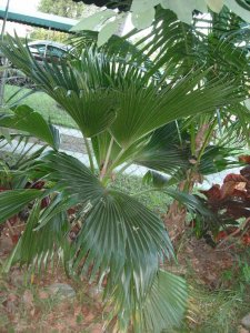 Pritchardia sp..JPG