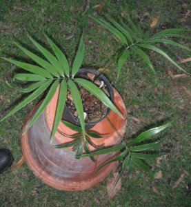 Zamia standleyi 1.JPG