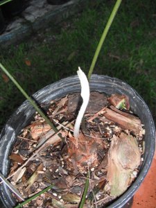 Zamia standleyi 2.JPG