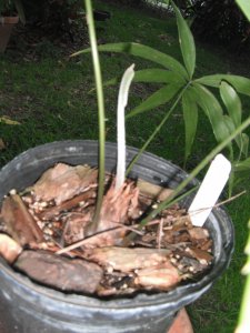 Zamia standleyi 3.JPG