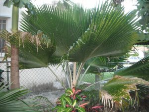 Pritchardia thurstonii.JPG