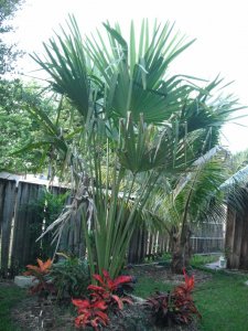 Corypha umbraculifera 2.JPG