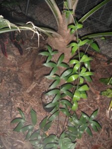 Ceratozamia hildae 1.JPG