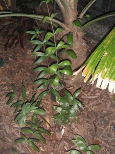 Ceratozamia hildae 2.JPG