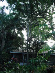 Dypsis cabadae 1.JPG