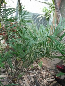 Zamia amblyphyllidia 1.JPG