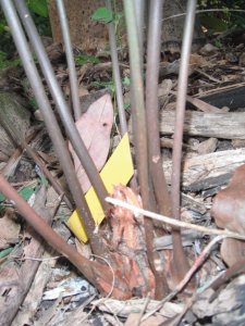 Zamia amblyphyllidia 2.JPG