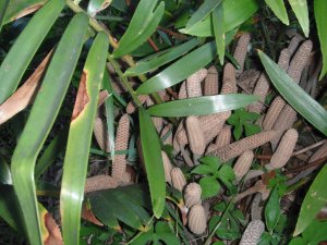 Zamia loddigesii 1.JPG