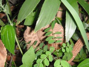 Zamia loddigesii 2.JPG