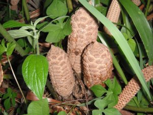 Zamia loddigesii 3.JPG