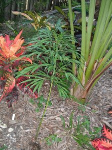 Cycas debaoensis 1.JPG