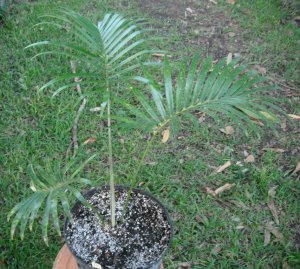 Lepidozamia peroffskyana 1.JPG