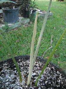Lepidozamia peroffskyana 2.JPG