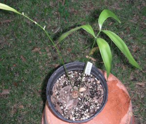 Zamia fairchildiana 1.JPG