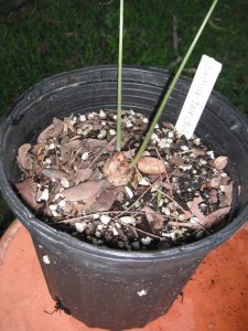 Zamia fairchildiana 2.JPG