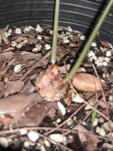 Zamia fairchildiana 3.JPG