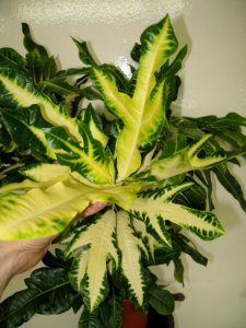 кодиеум май 2009 041.jpg