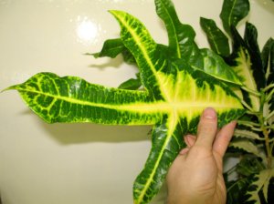 кодиеум май 2009 043.jpg