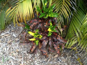 Croton 052.jpg