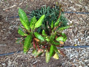 Croton 062.jpg