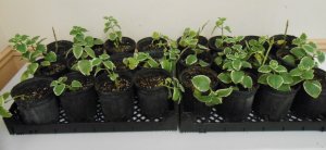 Sex - Tropical Oregano.JPG