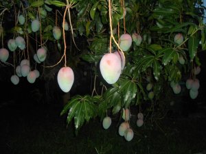 Keitt Mango 2.JPG