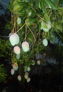 Keitt Mango 3.JPG
