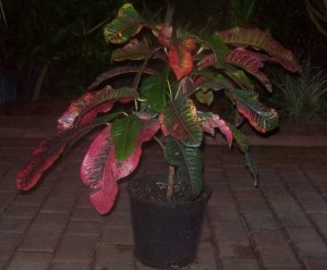 crotons 005.jpg