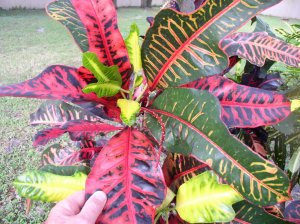crotons 002.jpg