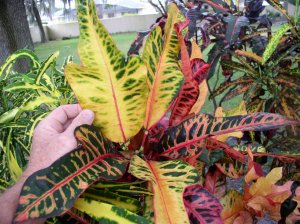 crotons 006.jpg