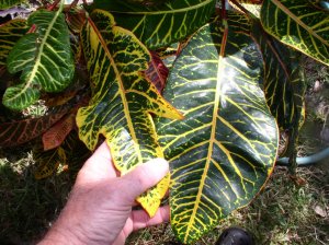 crotons 002.jpg