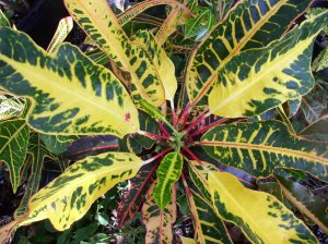 crotons 010.jpg
