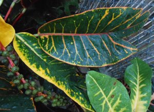 Henry's Favorite 2.JPG