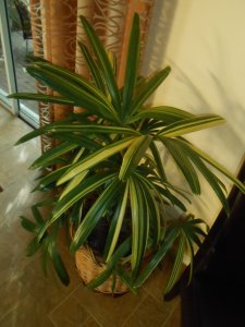 R #28 Rhap Ex Var.JPG