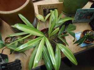 R #31 Rhap Ex Var west.JPG