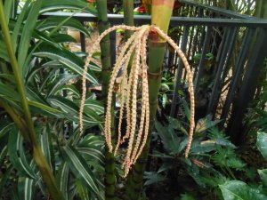 R #66 Pinanga Cor.JPG