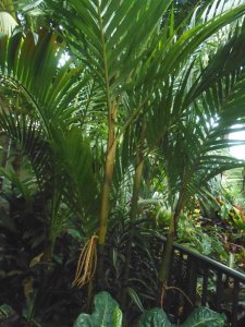 R #67 Pinanga cor.JPG