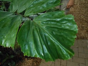 R #79 Hyd Beg Obi.JPG