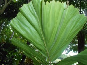 R #80 Hyd Beg Obi.JPG