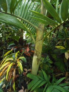 R #81 Cham Lep Cr.JPG