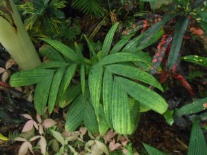 R #82 Pinanga Cr.JPG