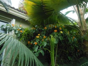 R #97 flwr vine Prt Pac.JPG