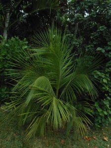 R #98 Bec Alfred.JPG