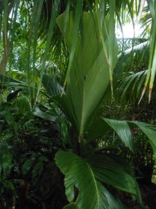 R #104 palm Unk Hyd.JPG