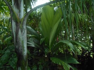 R #105 palm Unk Hyd.JPG